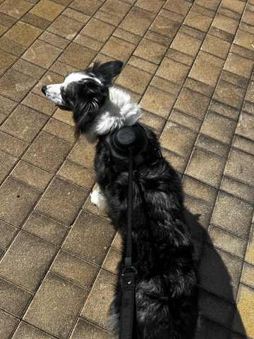 Best Dog Harness with Retractable Leash 2-in-1 No Pull Puppy Harness not specified