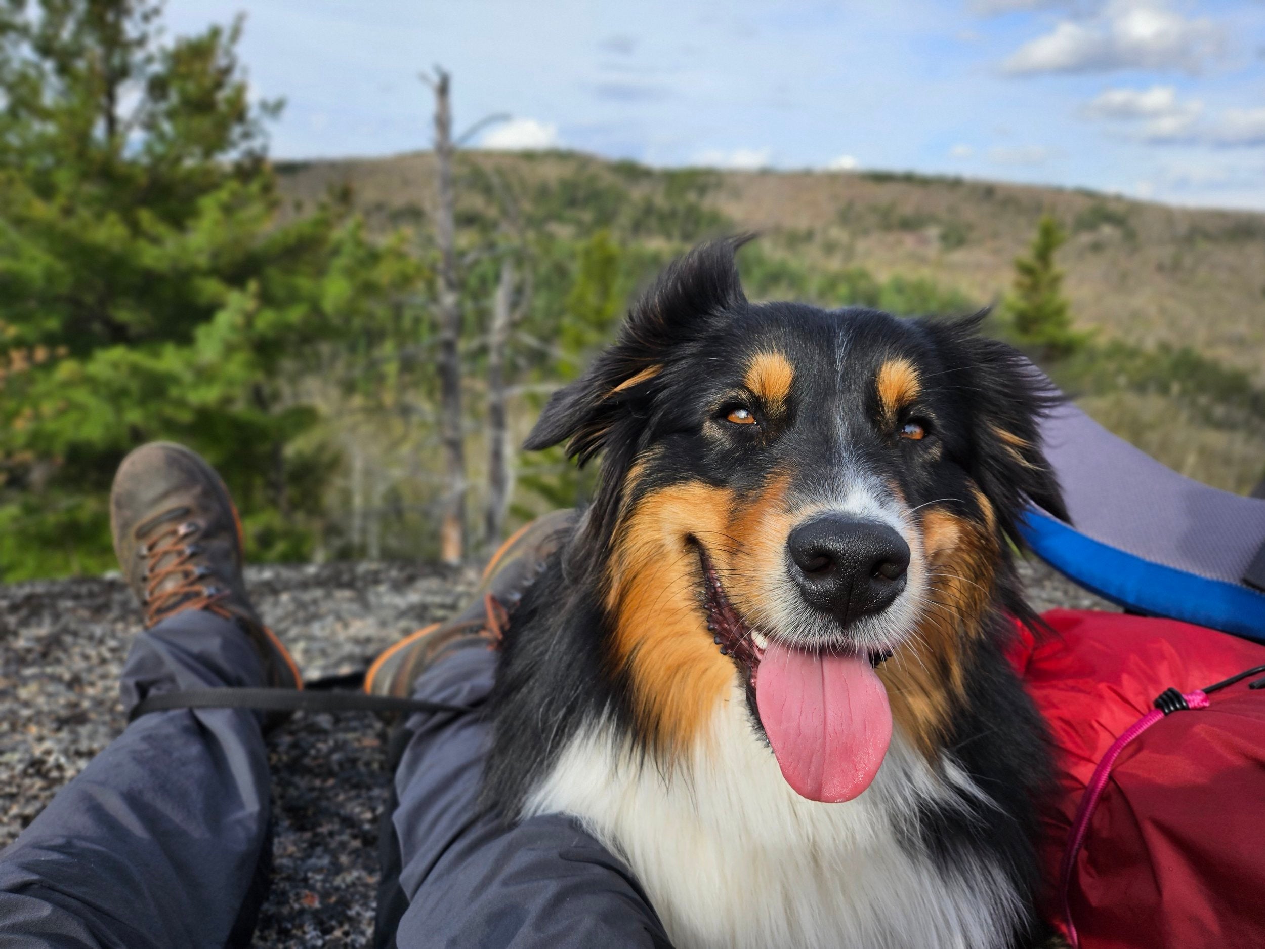 Discover the Best Dog-Friendly Hiking Trails in Australia: Your Ultimate Guide for 2024!