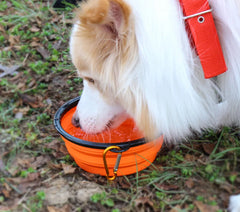 Water Food Bowl for Dogs Cats Collapsible Silicone with Carabiner Clip About Camping